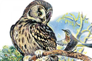 QARANQUŞ VƏ BAYQUŞ